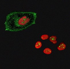 The 4th Physical Biology and Biological Physics Symposium - The Biological Physics Across Scales From Single Molecules to Organisms